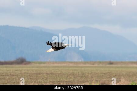 Bald eagle flies low over a field hunting for prey or possibly coming in for a landing Stock Photo