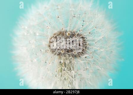 Macro shot of dandelion flower with dew drops on blue background. Soft focus. Spring concept Stock Photo