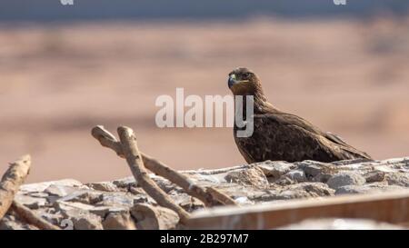 steppe Eagle, Aquila nipalensis, in sharm el-sheikh Egypt Stock Photo