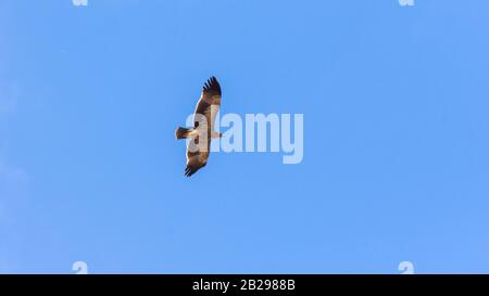 Eastern Imperial Eagle, Aquila heliaca Stock Photo