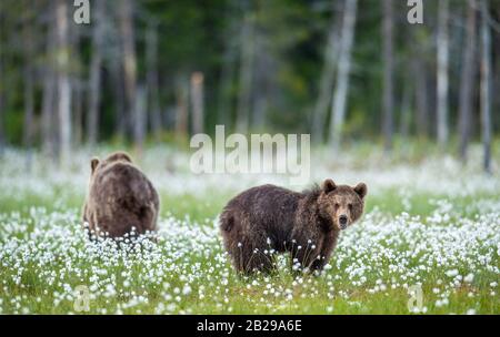 Young brown bears on the swamp in te summer forest, among white flowers. Natural habitat. Scientific name: Ursus Arctos Arctos. Summer green forest ba Stock Photo