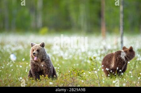 Young brown bears on the swamp in te summer forest, among white flowers. Natural habitat. Scientific name: Ursus Arctos Arctos. Summer green forest ba Stock Photo