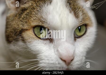 Green-eyed Short-haired Cat Head Close-up Stock Photo