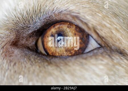 Labrador Retriever Young Male Eye Closeup Stock Photo