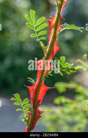 Stacheldrahtrose (Rosa sericea f. pteracantha) Stock Photo