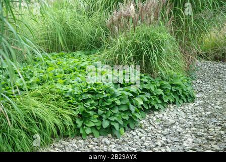 Kleiner Kaukasusbeinwell (Symphytum grandiflorum) Stock Photo