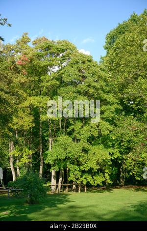 Sassafrasbaum (Sassafras albidum) Stock Photo