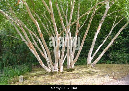 Gold-Birke (Betula ermanii 'Grayswood Hill') Stock Photo