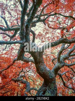 Late Autumn  Japanese Maple, Fern Canyon Garden, Mill Valley Stock Photo