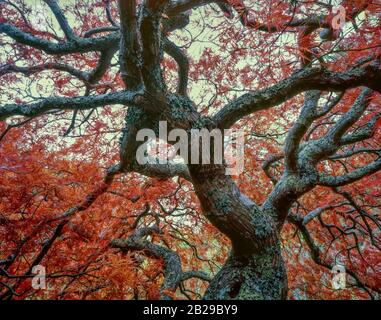 Late Autumn,  Japanese Maple, Fern Canyon Garden, Mill Valley Stock Photo