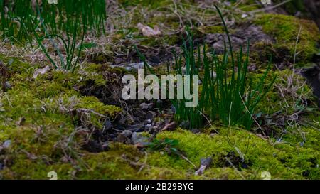 A Close Up shot of a Patch of Green Crab Grass Growing on a Log Covered in Bright Green Moss Stock Photo
