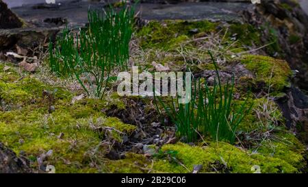 A Close Up shot of a Patch of Green Crab Grass Growing on a Log Covered in Bright Green Moss Stock Photo