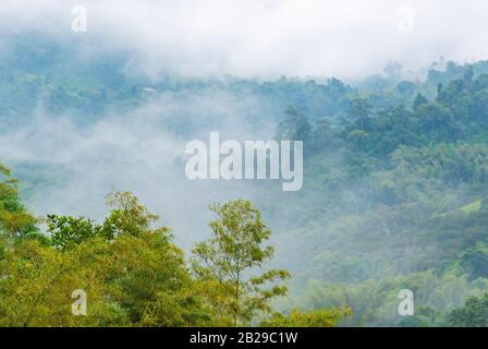 Morning fog and mist in the cloud forest of Mindo, west of Quito, Ecuador. Stock Photo
