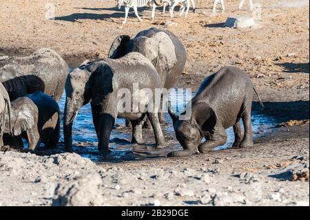 A herd of African Elephant -Loxodonta Africana- taking a bath in a waterhole in Etosha national Park. A group of Burchell's Plains zebra (Equus quagga burchelli) is seen in the background.