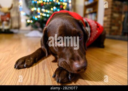 Labrador xmas outlet jumper