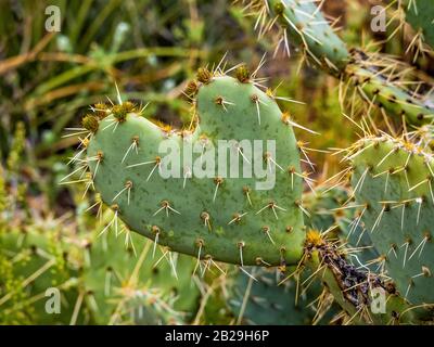 heart shaped cactus in the desert Stock Photo