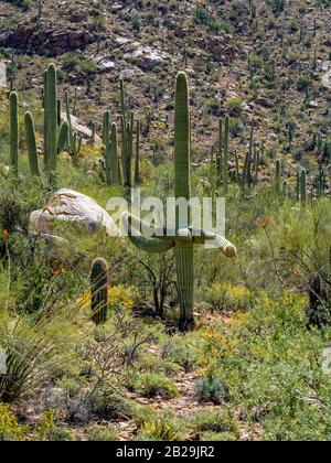 saguaro cactus in desert Stock Photo