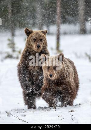 Bear cub stands on its hind legs in winter forest. Natural habitat. Brown bear, Scientific name: Ursus Arctos Arctos. Stock Photo