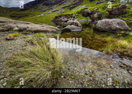 Traditional Scottish Mountains Flowers and bushes close-up. Stock Photo