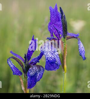 Iris sibirica (commonly known as Siberian iris or Siberian flag) against blur green nature background. Flowers are covered with water drops. Stock Photo