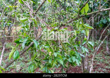 Immature green coffee cherries on a coffee plant in southern Ethiopia Stock Photo