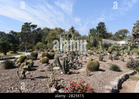 Cactus ans Succulents at a Cactus Garden. Stock Photo