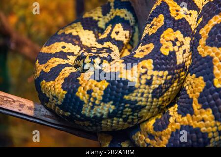 Carpet python with yellow-black colors, close-up view Stock Photo