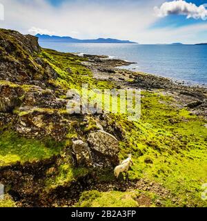 Scenic Scotland meadows with sheep in traditional landscape.  Stock Photo