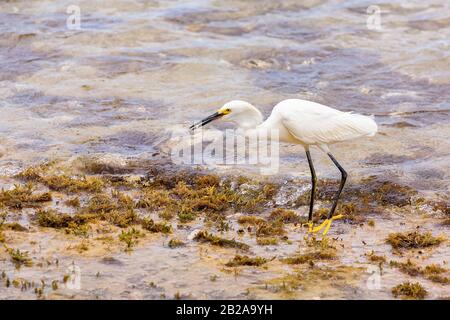 White American little egret walking on coast of island Bonaire Stock Photo