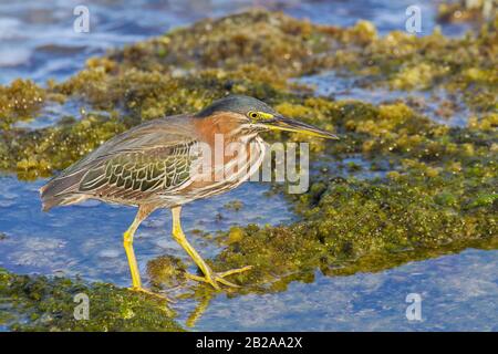 Green heron looking for food in sea water at coast Stock Photo