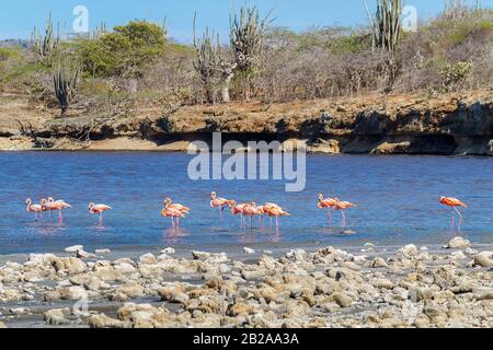 Group of large red caribbean  flamingos walking in lake on coast Stock Photo