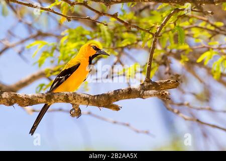 South American Yellow Oriole sits on tree branch on Bonaire Stock Photo