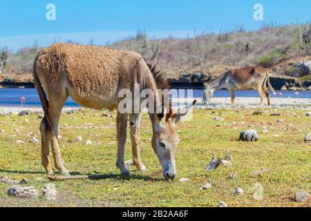 Two donkeys grazing in meadow at waterfront on Bonaire Stock Photo