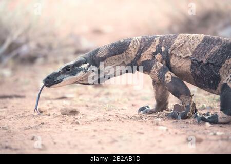 Bell's phase lace monitor (Varanus varius) at dusk, New South Wales, Australia Stock Photo