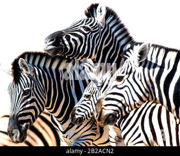 Close-up of a zebra family, Etosha National Park, Namibia Stock Photo