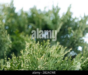 Thuja green branches closeup. Blurred thuja background. Stock Photo