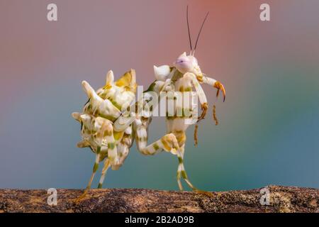 Spiny flower mantis on a branch, Indonesia Stock Photo