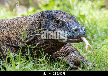 Portrait of a komodo dragon walking in the grass, Komodo National Park, East Nusa Tenggara, Indonesia Stock Photo