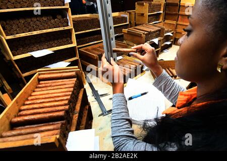 Havana, Cuba. 27th Feb, 2020. A cigar maker checks the quality of cigars at a factory of La Corona in Havana, Cuba, Feb. 27, 2020. TO GO WITH 'Feature: Rolling cigars becomes family tradition in Cuba' Credit: Joaquin Hernandez/Xinhua/Alamy Live News Stock Photo