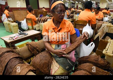 Havana, Cuba. 27th Feb, 2020. Cigar makers sort out tobacco leaves at a factory of La Corona in Havana, Cuba, Feb. 27, 2020. TO GO WITH 'Feature: Rolling cigars becomes family tradition in Cuba' Credit: Joaquin Hernandez/Xinhua/Alamy Live News Stock Photo