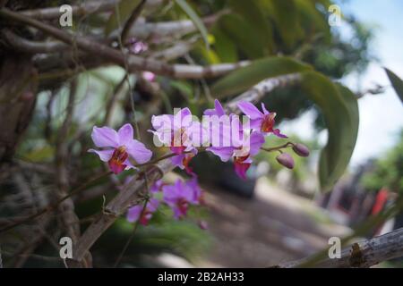 Violet Tropical Orchid Genus and species in Indonesia Stock Photo