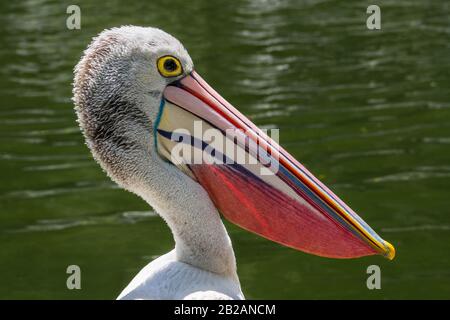 Portrait of a great white pelican by a lake, Indonesia Stock Photo