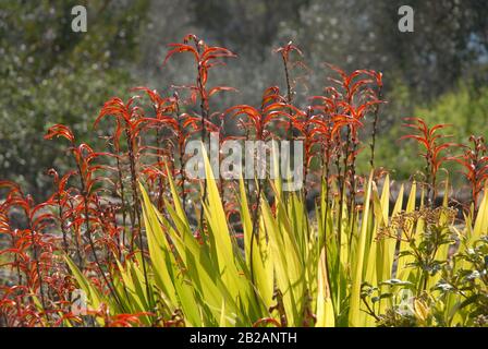 African Flag, also known as Chasmanthe floribunda Stock Photo