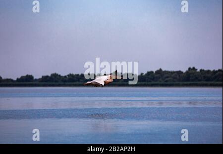 Wild birds paradise - River Danube in Romania - Delta, nature pure in a water world as seen from a boat Stock Photo