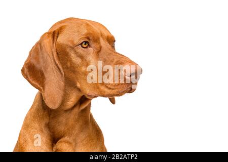 Cute hungarian vizsla dog side view studio portrait. Dog looking to the side headshot isolated over white background. Stock Photo