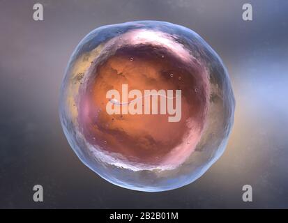 Artificial insemination or in vitro fertilization. 3D illustration Stock Photo