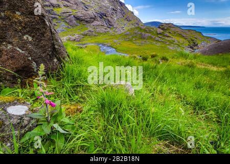 Traditional Scottish Mountains Flowers and bushes close-up. Stock Photo