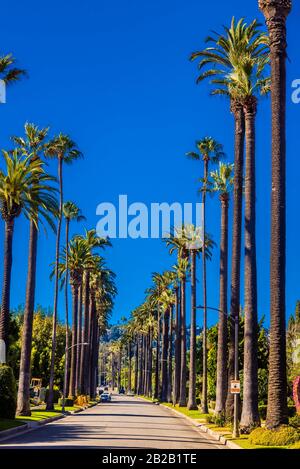 A palm tree lined street in Beverly Hills (Los Angeles), California USA.