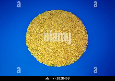 Kernels millet high resolution closeup. A circle of yellow millet grains on a blue background close-up. Stock Photo