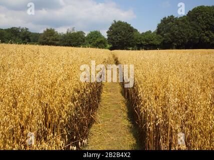 public footpath across a farmers field near Lurgashall in west sussex Stock Photo